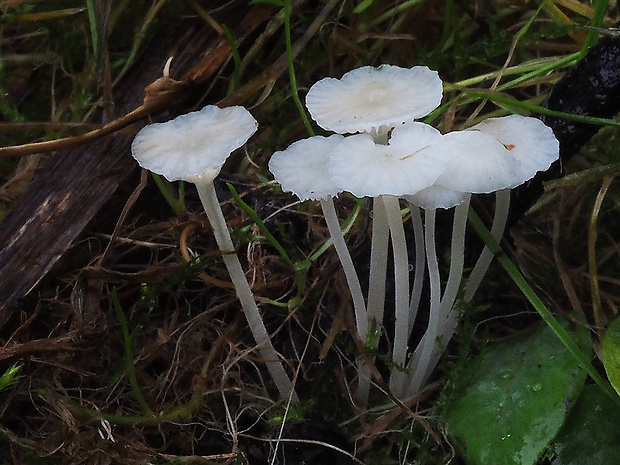 prilbovec Hemimycena sp.