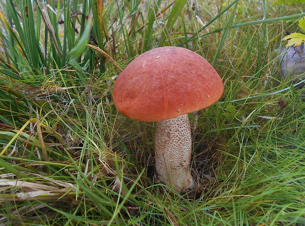 kozák dubový Leccinum aurantiacum (Bull.) Gray