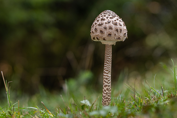 bedľa vysoká Macrolepiota procera (Scop.) Singer