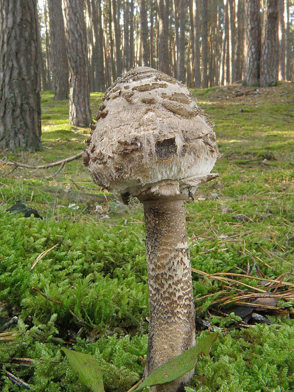 bedľa vysoká Macrolepiota procera (Scop.) Singer