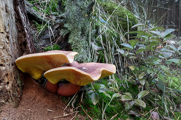 čírovec červenožltý Tricholomopsis rutilans (Schaeff.) Singer