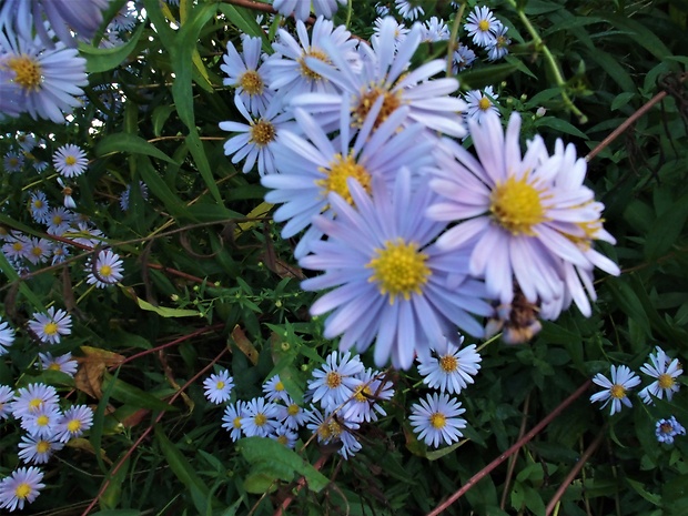 astra kopijovitolistá Aster lanceolatus Willd.