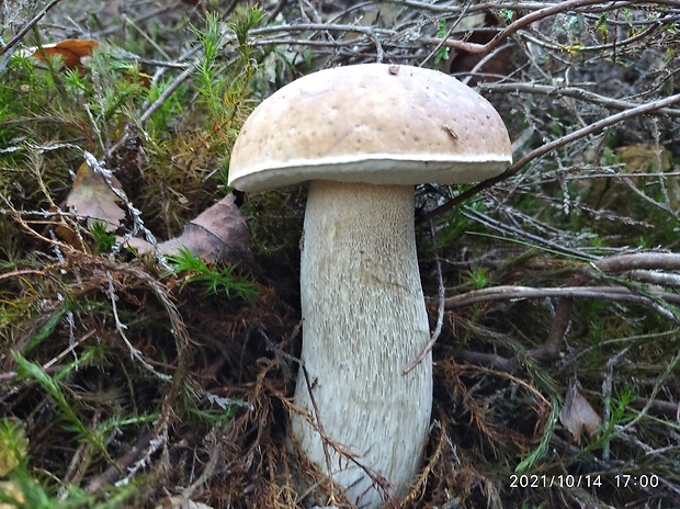 hríb smrekový Boletus edulis Bull.