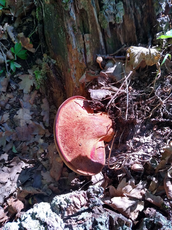 pečeňovec dubový Fistulina hepatica (Schaeff.) With.