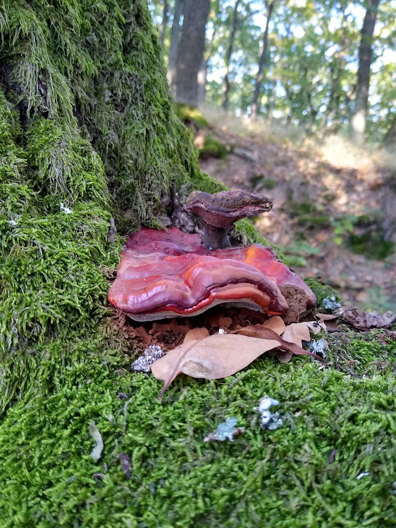 lesklokôrovka obyčajná Ganoderma lucidum (Curtis) P. Karst.