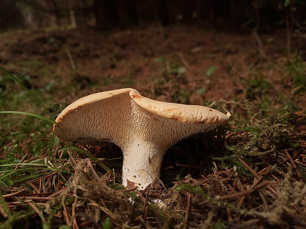 jelenka poprehýbaná Hydnum repandum L.