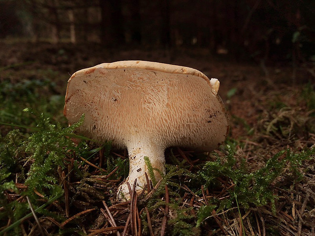 jelenka poprehýbaná Hydnum repandum L.