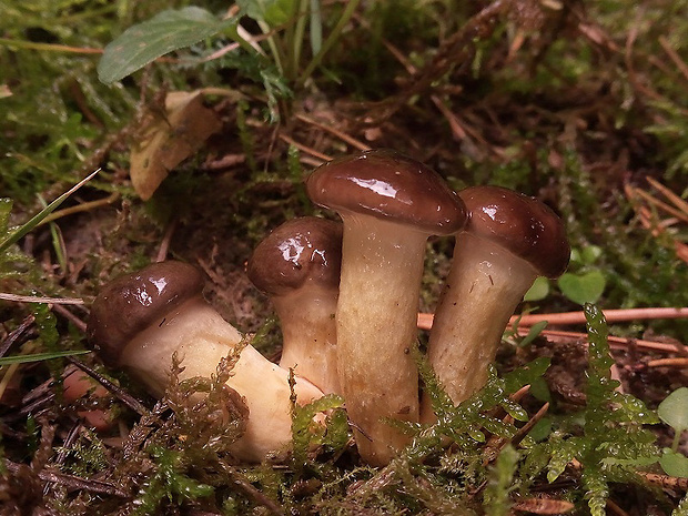 šťavnačka mrazová Hygrophorus hypothejus (Fr.) Fr.