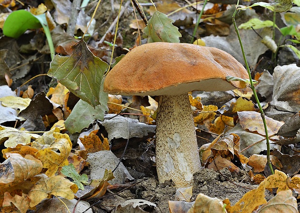 kozák osikový Leccinum albostipitatum den Bakker & Noordel.