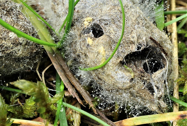 pleseň ostnatá Mucor plumbeus Bonord.