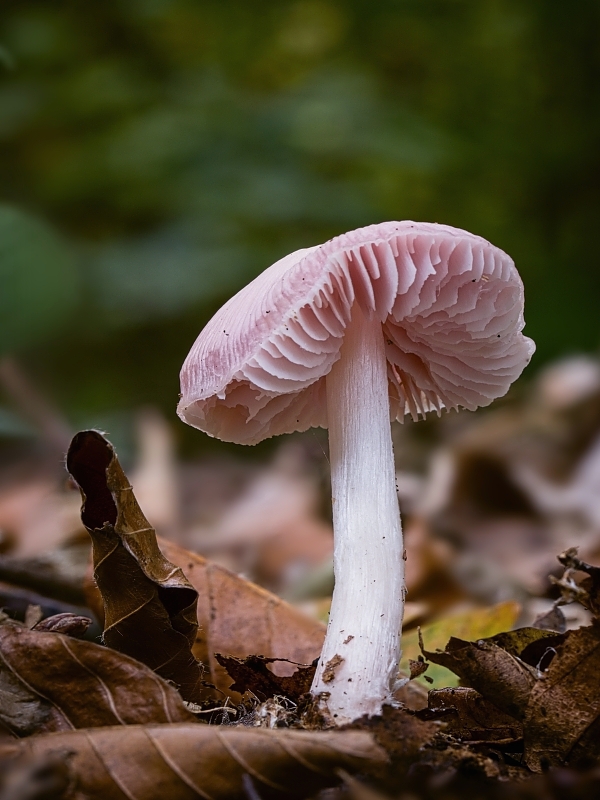 prilbička ružovkastá Mycena rosea Gramberg