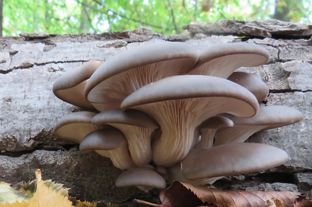 hliva ustricovitá Pleurotus ostreatus (Jacq.) P. Kumm.