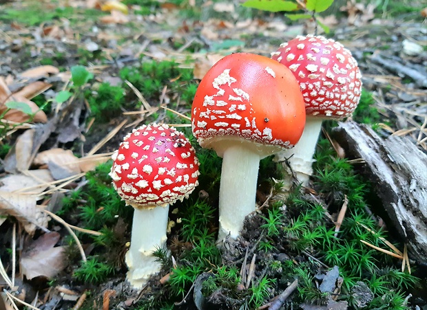 muchotrávka červená Amanita muscaria (L.) Lam.