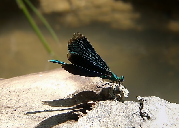 hadovka obyčajná Calopteryx virgo