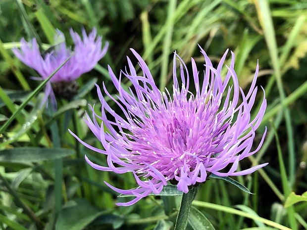 centaurea nigra Centaurea nigra