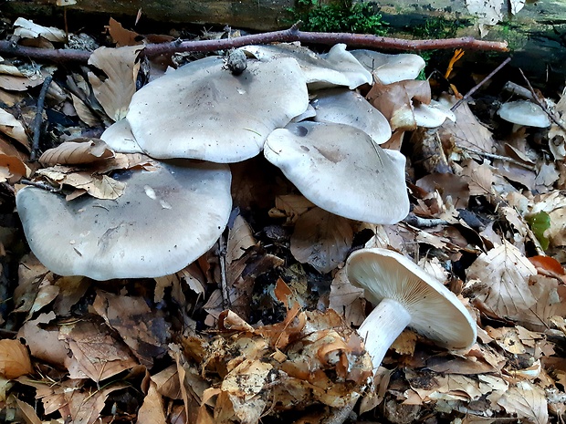 strmuľka inovaťová Clitocybe nebularis (Batsch) P. Kumm.