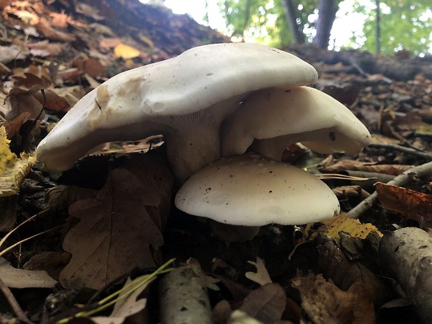 strmuľka inovaťová Clitocybe nebularis (Batsch) P. Kumm.