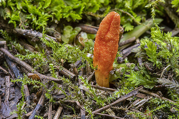 žezlovka hmyzová Cordyceps militaris (Fr.) Link