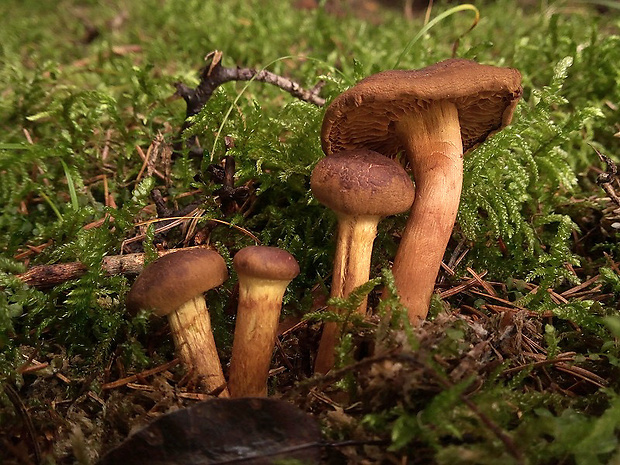 pavučinovec Cortinarius sp.