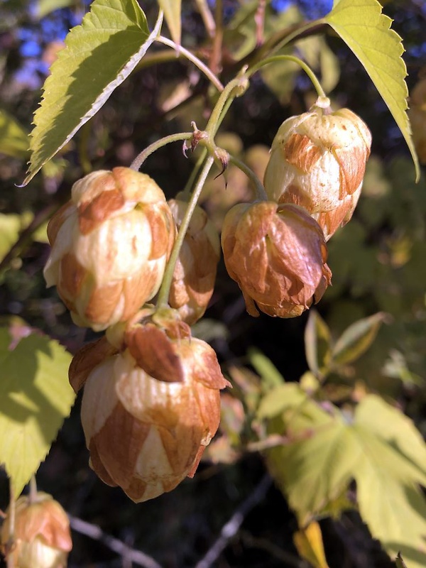 chmeľ obyčajný Humulus lupulus L.