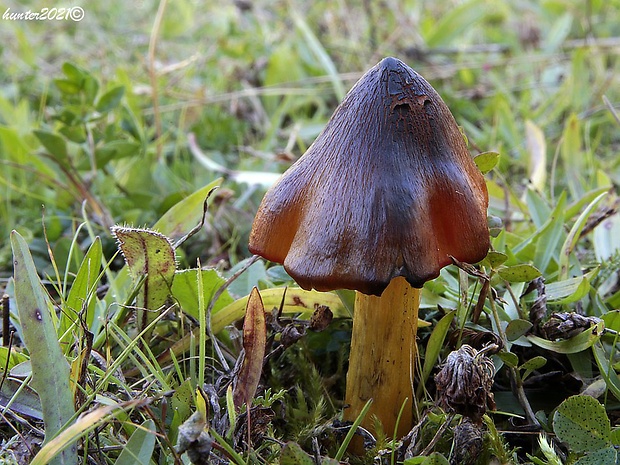 lúčnica kužeľovitá Hygrocybe conica (Schaeff.) P. Kumm.