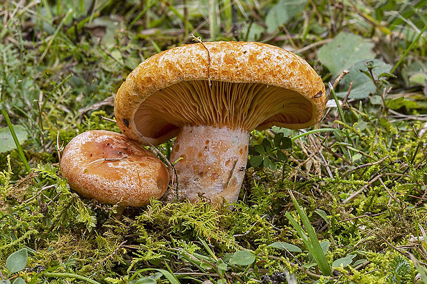 rýdzik pravý Lactarius deliciosus (L.) Gray