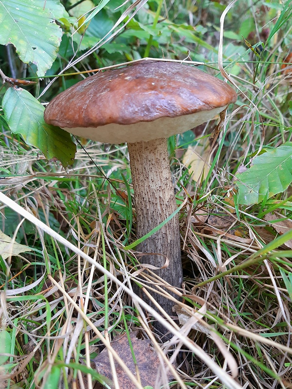 kozák brezový Leccinum scabrum (Bull.) Gray