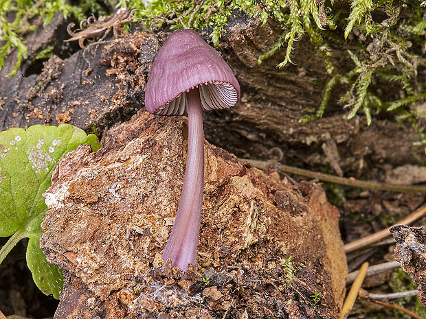 prilbička fialovookrajová Mycena purpureofusca (Peck) Sacc.