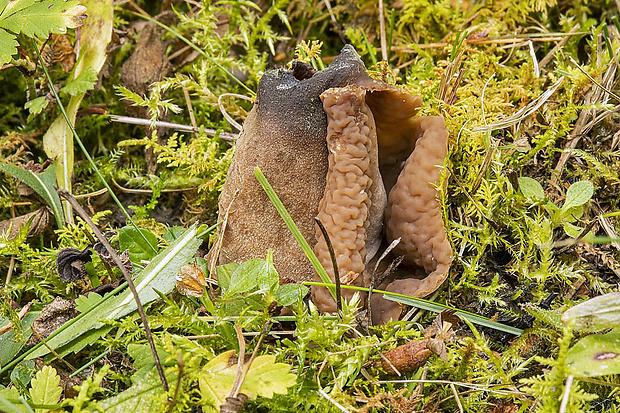 uško Otidea cf. adorniae Agnello, M.Carbone & P.Alvarado