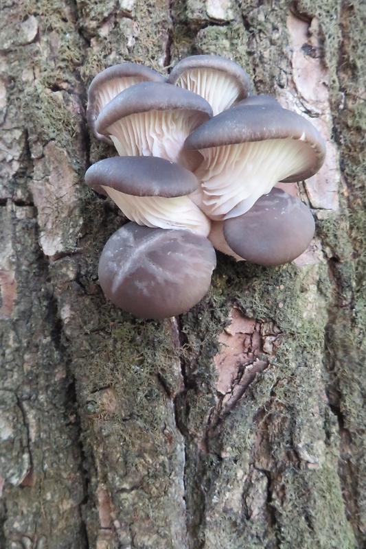 hliva ustricovitá Pleurotus ostreatus (Jacq.) P. Kumm.