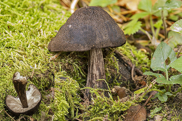 štítovka čiernolupeňová Pluteus atromarginatus (Konrad) Kühner