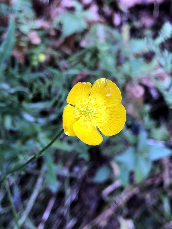 iskerník prudký Ranunculus acris L.