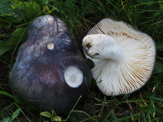 plávka modrastá Russula cyanoxantha (Schaeff.) Fr.