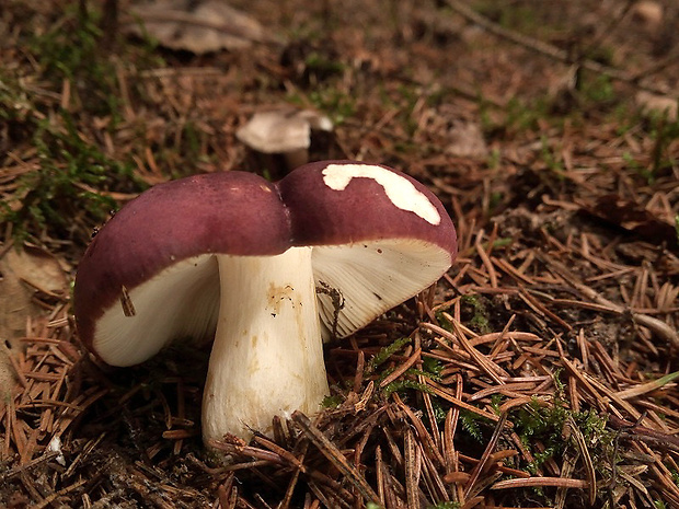 plávka obyčajná Russula integra (L.) Fr.