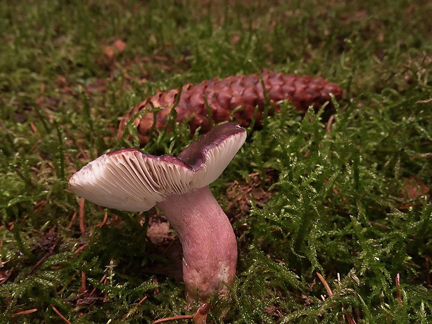 plávka Quéletova Russula queletii Fr.