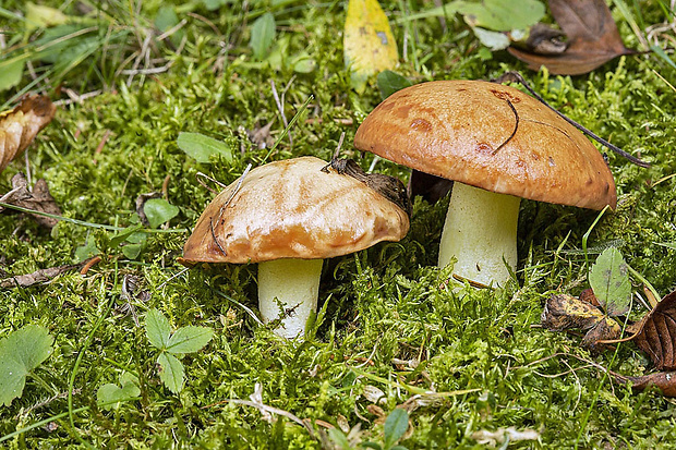 masliak zrnitý Suillus granulatus (L.) Roussel