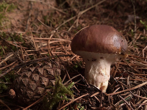 masliak obyčajný Suillus luteus (L.) Roussel