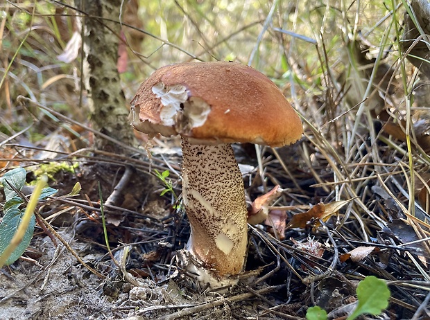 kozák osikový Leccinum albostipitatum den Bakker & Noordel.