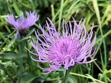 centaurea nigra