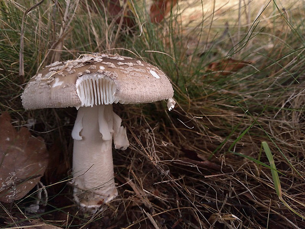 muchotrávka hrubá Amanita excelsa (Fr.) Bertill.