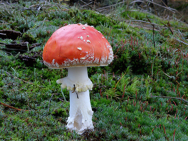 muchotrávka červená Amanita muscaria (L.) Lam.