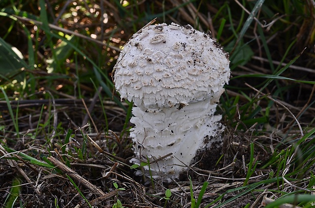 muchotrávka Vittadiniho Amanita vittadinii (Moretti) Vittad.