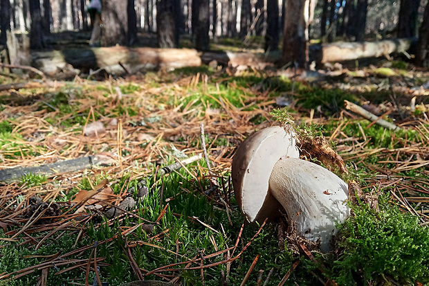 hríb smrekový Boletus edulis Bull.