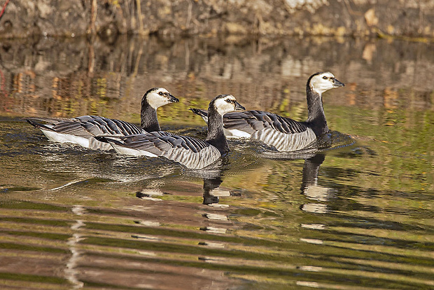 bernikla bielolíca  Branta leucopsis