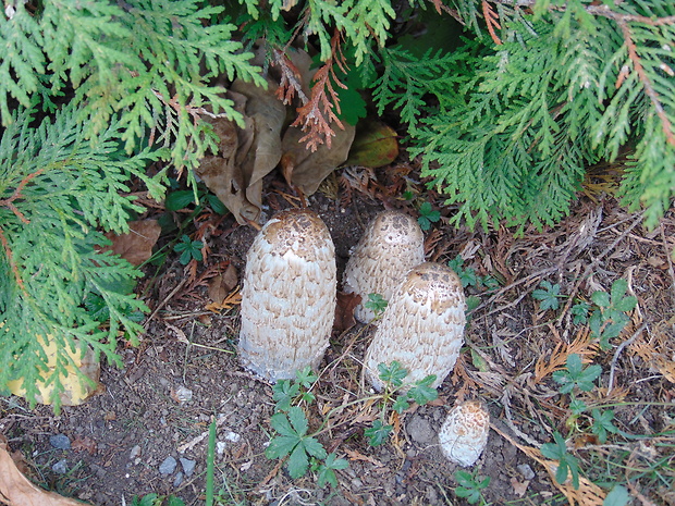 hnojník Coprinellus sp.