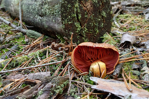 pavučinovec Cortinarius sp.