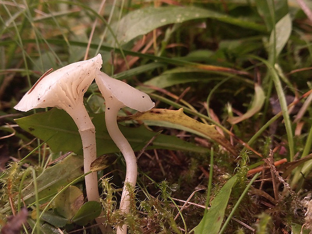 lúčnica snehobiela Cuphophyllus virgineus (Wulfen) Kovalenko