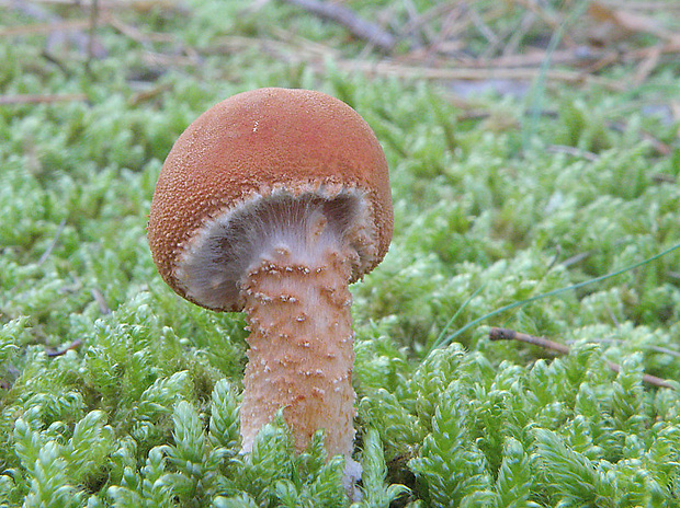 zrnivka rumelková Cystodermella cinnabarina (Alb. & Schwein.) Harmaja