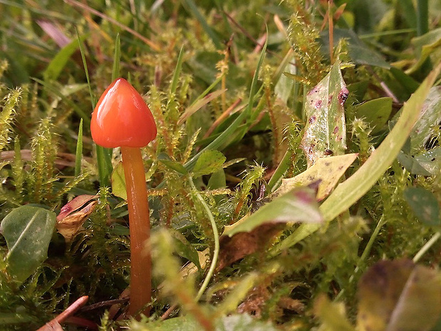 lúčnica hrotitá Hygrocybe acutoconica (Clem.) Singer