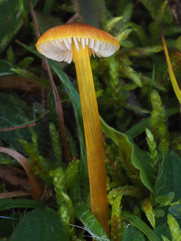 lúčnica kužeľovitá Hygrocybe conica (Schaeff.) P. Kumm.